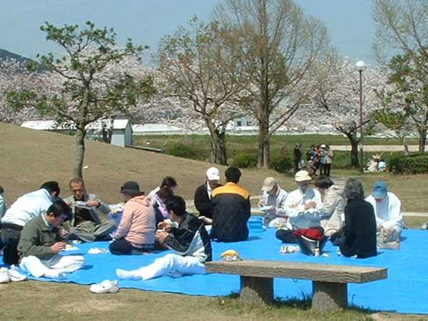 お花見2